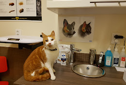 A V A VeterinÀrklinik