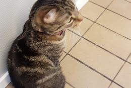 Anicura Animal Clinic Kusthöjden