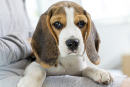 Anicura Bromölla Veterinärmottagning