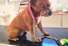 Animal Clinic In Lulea