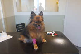 Animal Clinic In Partille