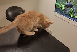 Arken Zoo VeterinÀrklinik I Falun
