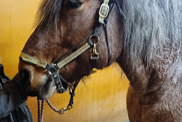 Atg Horse Clinics Ab Horse Hospital FĂ€rjestad