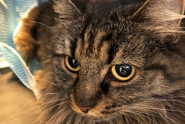 BÄlsta SmÄdjursveterinÀrer Ab