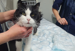 Blue Star Animal Hospital