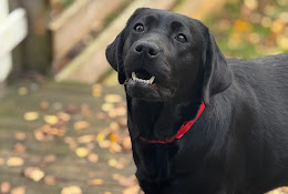 Din Hemveterinär I Vara