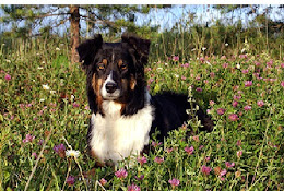 Din Veterinär Smådjurspraktiken I Enköping Ab
