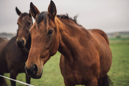 District Veterinarians Tierp