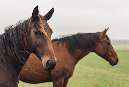 Distriksveterinärerna Valdemarsvik
