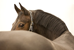 DistriktsveterinÀrerna Flyinge