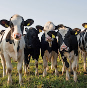 Distriktsveterinärerna Forsheda