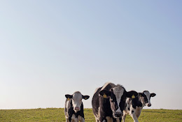 DistriktsveterinĂ€rerna Ăland