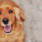 DistriktsveterinĂ€rerna Ăverkalix