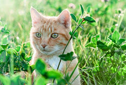 Distriktsveterinärerna Söderköping