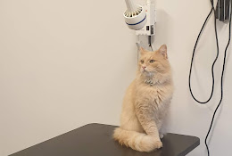 Djurkliniken I Kinna Ab