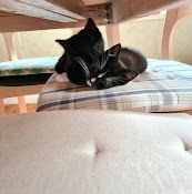 Eken Animal Clinic