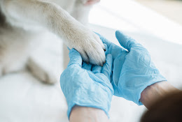 Enköpings Djurklinik & Djursjukhus Ab, Veterinär Enköping