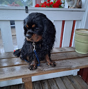 Enköpings Veterinären
