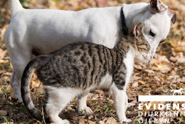 Evidensia Animal Clinic