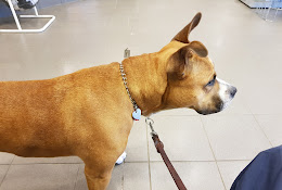 Evidensia Animal Hospital Karlstad