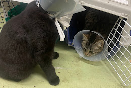 Evidensia Animal Hospital Norra Halland