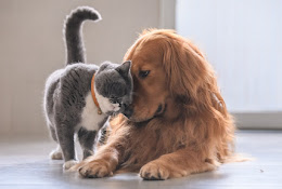 Evidensia Veterinarian Malmö