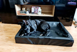 Huddinge Animal Clinic