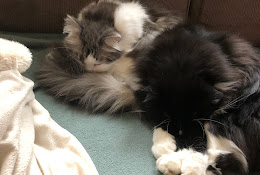 Kristianstad Veterinärmottagning