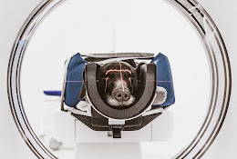 Lapland Animal Clinic Ab