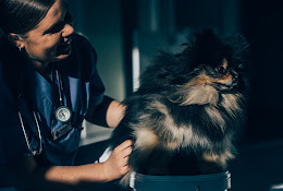 Lapplands Djurklinik Luleå