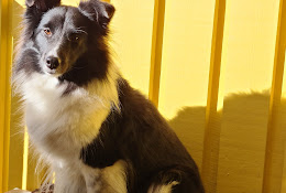 Lilla VeterinÀrinrÀttningen