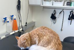 Mälaröarnas Veterinärpraktik