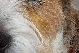 Mörnes Veterinärklinik