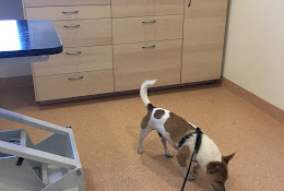 Motala Animal Clinic