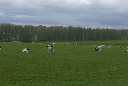 Mullsjöveterinären, Klaus Buddeberg