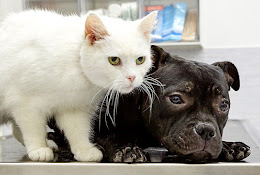 Nyatorps Veterinary Clinic