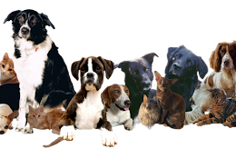 Sävsjö Veterinärklinik Ab