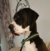 Skurups Veterinärpraktik Kaminski
