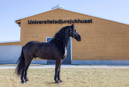 Slu Universitetsdjursjukhuset (Uds), Hästkliniken