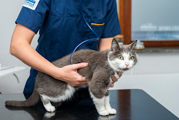 Stockholm's Animal Clinic - Veterinary