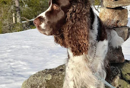 Sundsvalls VeterinÀrmottagning Ab