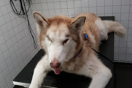 Täby Kyrkby Veterinärklinik Ab