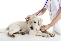 The Vet Near You In Trelleborg