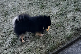 Trollhättans Hundvård Ab