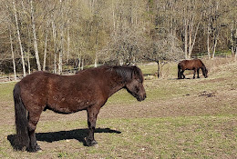 Uddevalla Veterinärpraktik Ab