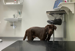 Värnamo Veterinärklinik