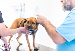 Vetaderm & Vetacare Göteborg Ab