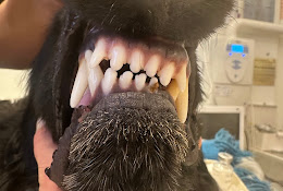 Veterinär Garland