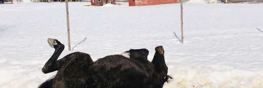 Veterinär Maria Conradsson