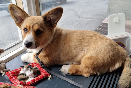 Veterinären På Söder